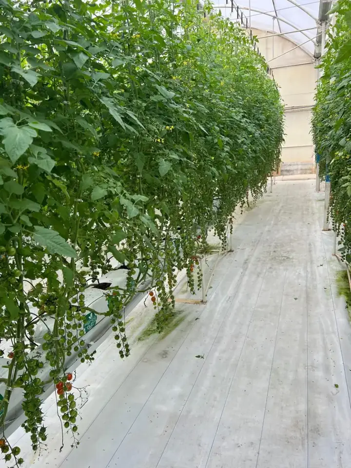 Rows of tomato plants inside a hydroponic greenhouse
